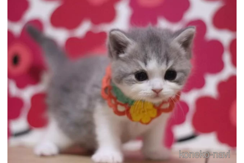 成約済の東京都のスコティッシュフォールド-108538の5枚目